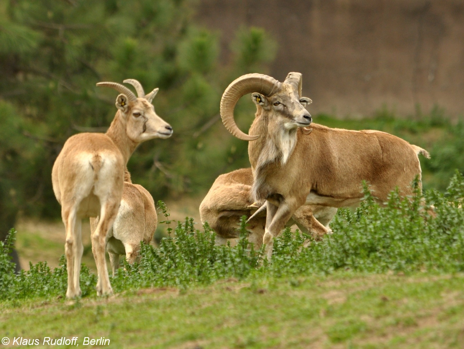 Transcaspian Urial