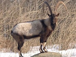 Bezoar Ibex