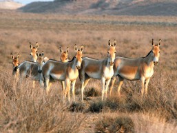 Persian Onager