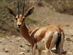 Bidoyeh