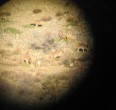 On the hunt