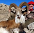 Sheep and Ibex hunting 