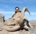 Sheep and Ibex hunting 