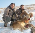 Sheep and Ibex hunting 