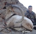 Sheep and Ibex hunting 