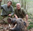 Wild Boar
