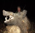 Wild Boar