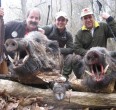 Wild Boar