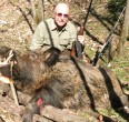 Wild Boar