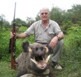 Wild Boar