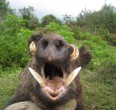 Wild Boar
