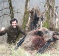 Wild Boar