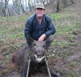 Wild Boar