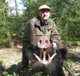 Wild Boar