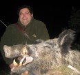 Wild Boar