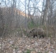 Wild Boar
