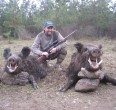 Wild Boar