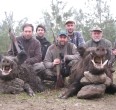 Wild Boar