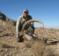 Sheep and Ibex hunting 