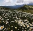 Landscapes