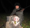 Wild Boar