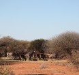 Safari