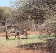 Safari