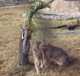 Safari