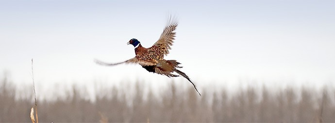 Bird Hunting
